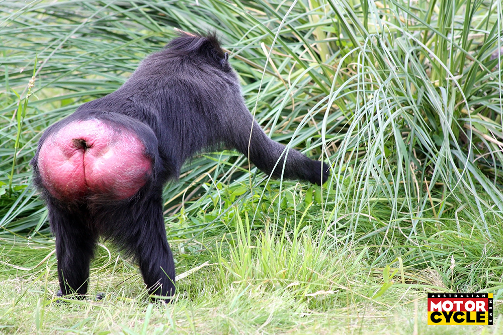 Monkey showing bottom and picking grass